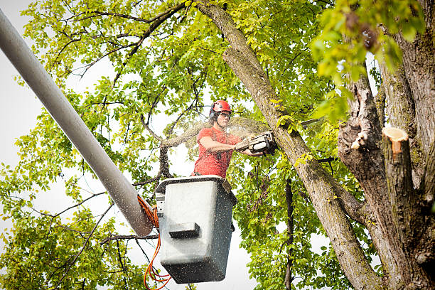 How Our Tree Care Process Works  in  Tahoma, CA