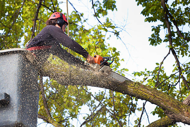 Reliable Tahoma, CA Tree Removal Solutions